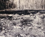 Boslandschap bij Vaals