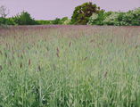 Duinlandschap bij Castricum