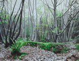 Boslandschap op onbekende locatie