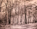 Boslandschap met berken in Brabant